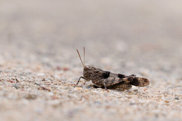Close-up insect of Oedipoda caerulescens. Blue-winged grasshopper, Oedipoda caerulescens