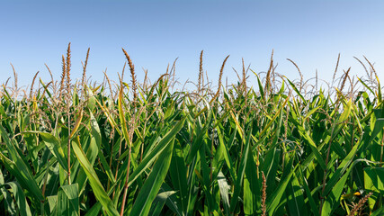 uprawa kukurydzy na polu - obrazy, fototapety, plakaty