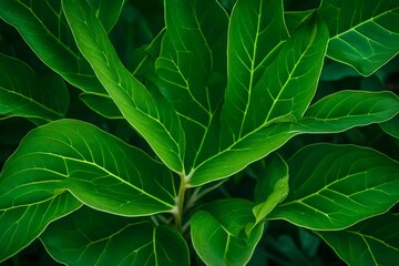 Obraz premium the captivating intricacies of a verdant plant with lush green leaves - AI Generative