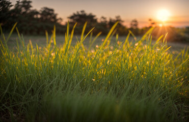 Green grass with sunset views.