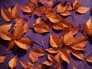 Naklejka na ściany i meble Pattern of dry orange metallic leaves on violet background