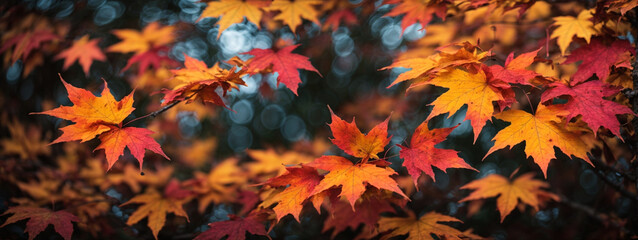 Naklejka na ściany i meble Colorful autumn maple leaves on a tree branch