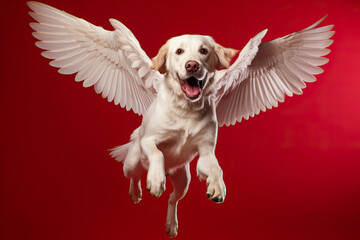 Flying labrador with wings isolated on red background