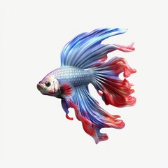 Fototapeta premium Illustration of betta fish with beautiful color 