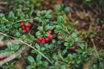 red cranberries on the forest floor at a autumn day