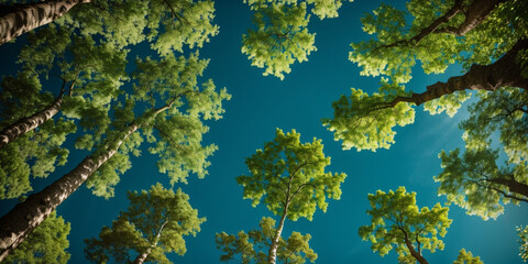 Fototapeta na wymiar Looking up at the green tops of trees