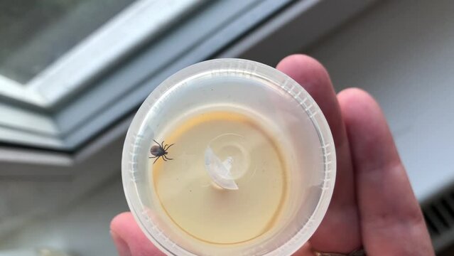  ixodes tick in a jar