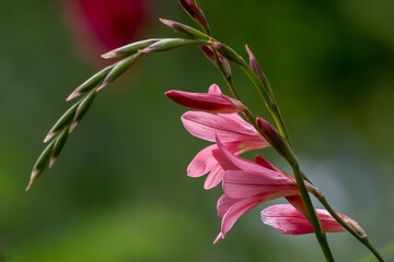 Beautiful pink poppy sunlit with blurred background 