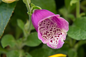 purple orchid flower, foxglove, digitalis with green background  © Surfraz