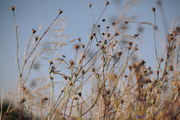 Meadow