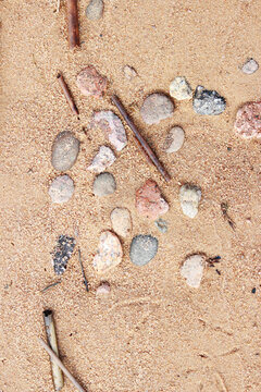 A background of stones, dry reed stalks and gull tracks on a sandy shore after low tide