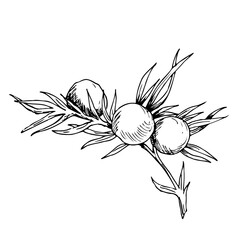 Juniper branch line illustration. botanical illustration