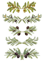 Set of hand drawn olive tree branches arrangements and borders, isolated botanical illustrations  - 645456253