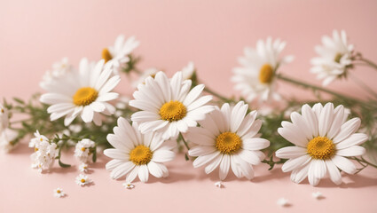 Naklejka na ściany i meble Minimal styled concept. White daisy chamomile flowers on pale pink background. Creative lifestyle, summer, spring concept. Copy space, flat lay, top view.