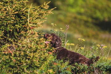 a happy hunting dog, a pudelpointer, on a mountain meadow at a sunny autumn morning