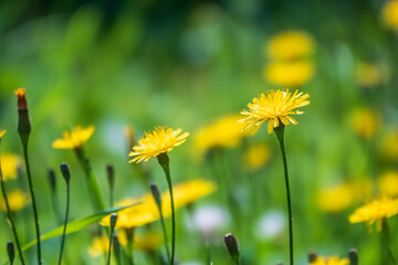 Field of yellow dandelions. Taraxacum officinale, the common dandelion