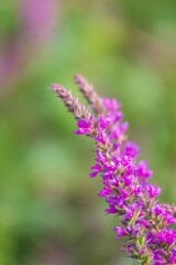 Obraz premium Summer Flowering Purple Loosestrife, Lythrum tomentosum on a green blured background.