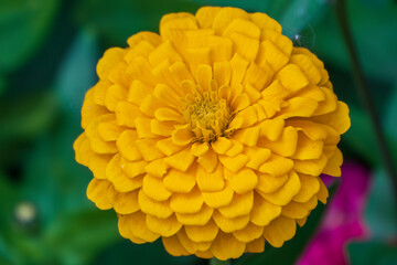 Yellow Zinnia flowers. Flowers zinnia elegans. Color nature background.