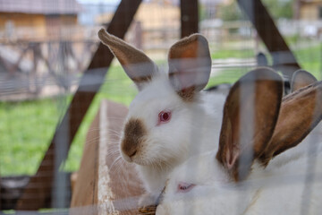 White rabbit in a cage at the zoo