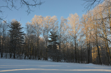 Raureif - Frostig weiße Winterlandschaft im Schnee mit Himmelblau