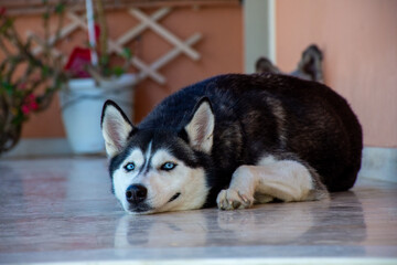 Portrait happy emotion husky dog.Siberian husky black and white color with blue eyes.