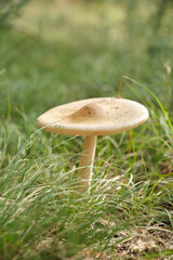 Mushroom in forest background of grass.