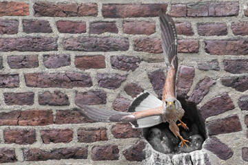 Kestrel feeds its young