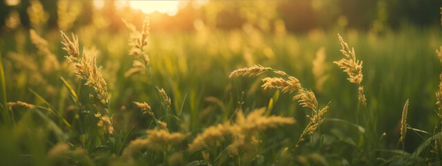 Wild grass in the forest at sunset. Macro image, shallow depth of field. Abstract summer nature background. Vintage filter