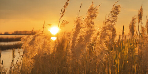 Fototapeta premium Schilf