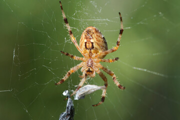 Spider caught victim in woven web.