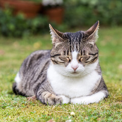 Naklejka na ściany i meble Cat lies on the grass