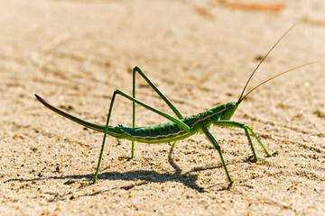 Steppe dybka sandy background, macro photo.Largest grasshopper in Russia.