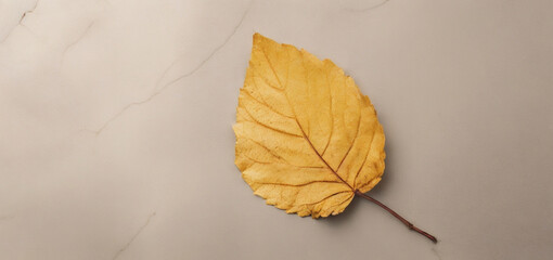 Autumn minimal image with autumn yellow alder leaf with natural texture on gray beige background, copyspace.
