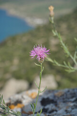 flower of a thistle