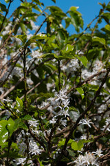 Plantação de Café, Flor do cafeeiro com flor de cor branca