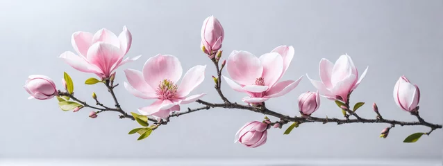 Schilderijen op glas Pink spring magnolia flowers branch © @uniturehd