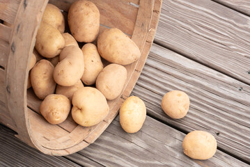 Garden potato harvest. Freshly dug potatoes in a bushel basket.  Irish potatoes fall out of a wooden basket.