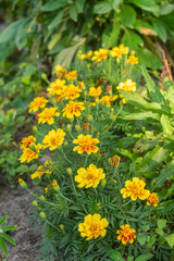 Obraz premium Blooming buds of Marigold flowers in the cottage garden.