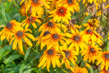 Fototapeta premium Close-up of blooming buds of Helenium flowers.