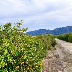 Fototapeta na wymiar Lemon. Lemon trees. Citrus plantation. Sky. Spain