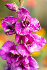 Close up of velvet flowers of purple blooming gladiolus.