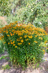 Flower bed with Helenium flowers against the background of an apple tree with apples.