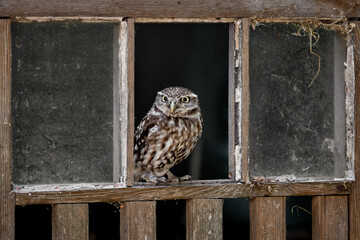 Little Owl (Athene Noctua) Perched on an old gate with rusty chain and padlock looking at the camera. Wildlife in the countryside