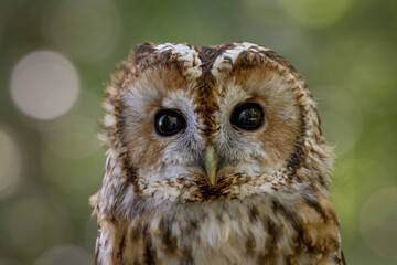 Tawny Owl (Strix aluco ) nocturnal hunting brown European owl looking at the camera. United Kingdom wildlife