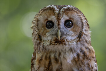 Tawny Owl (Strix aluco ) nocturnal hunting brown European owl looking at the camera. United Kingdom wildlife