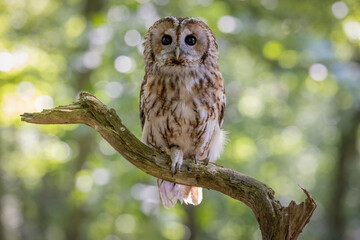 Tawny Owl (Strix aluco ) nocturnal hunting brown European owl looking at the camera. United Kingdom wildlife