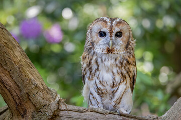 Tawny Owl (Strix aluco ) nocturnal hunting brown European owl looking at the camera. United Kingdom wildlife