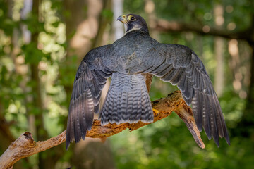 Peregrine Falcon, European bird of prey and hunter. high speed flying bird. United kingdom wildlife...