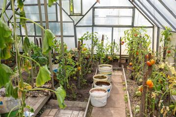 Inside the greenhouse, buckets of water and fertilizer, bushes of ripening tomatoes.