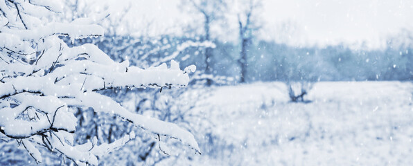 A snow-covered tree branch in a forest clearing with a blurred background during a snowfall